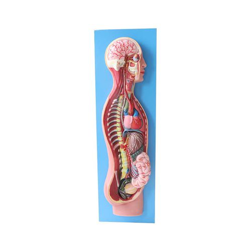 Anatomisches Modell / Sympatikussystem - NS 12 - MeiWo Science - für die Ausbildung / Hydrogel / mit Nerven
