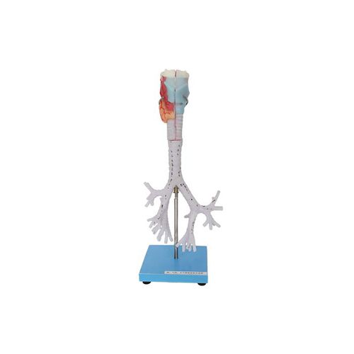 Anatomisches Modell / Larynx - RS 04 - MeiWo Science - Luftröhre / Bronchial / für die Ausbildung