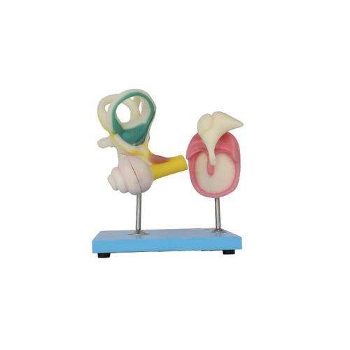 Anatomisches Modell / Innenohr - SS 01 - MeiWo Science - Gehörknöchelchen / für die Ausbildung / Hydrogel