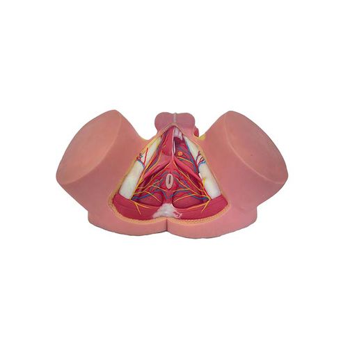 Anatomisches Modell / Becken - MeiWo Science