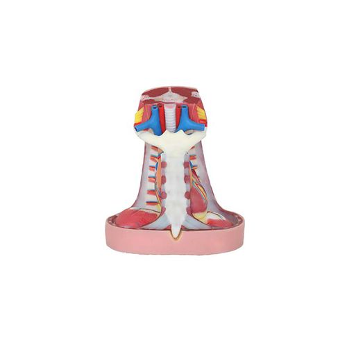 Anatomisches Modell / Thorax - TA 04 - MeiWo Science - für die Ausbildung / Hydrogel / mit Nerven