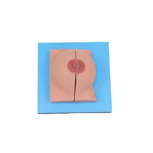 Anatomisches Modell / Brust - US 01 - MeiWo Science - für die Ausbildung / weiblich / Hydrogel