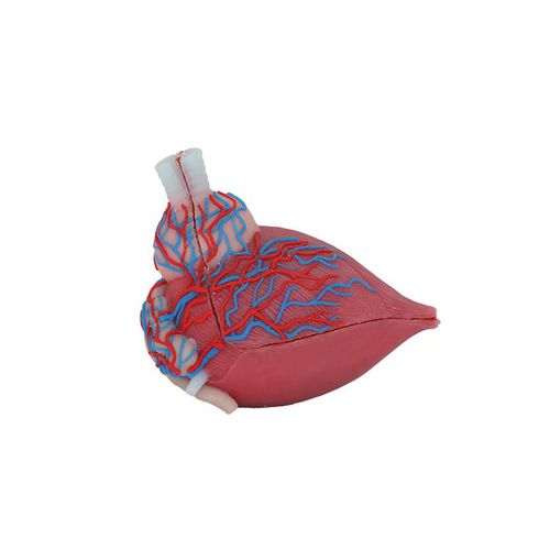 Anatomisches Modell / Blase - US 04 - MeiWo Science - Ultraschall / für die Ausbildung / männlich