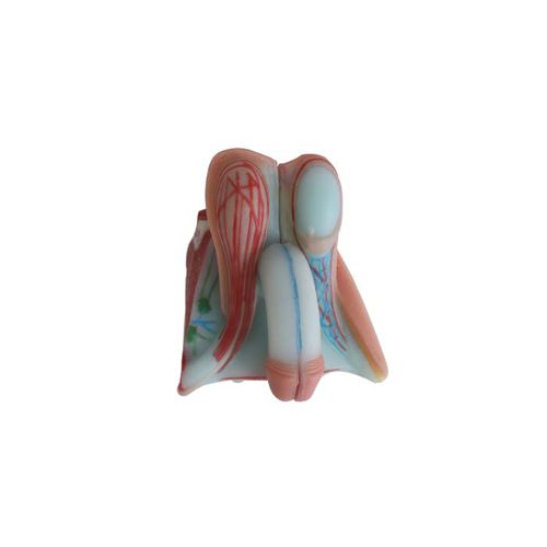Anatomisches Modell / der männlichen Geschlechtsorgane - US 05 - MeiWo Science - für die Ausbildung / männlich / Hydrogel