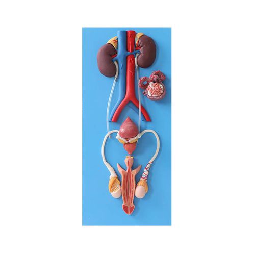 Anatomisches Modell des Harnapparats - US 06 - MeiWo Science - für die Ausbildung / männlich / Hydrogel