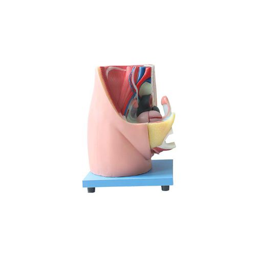 Anatomisches Modell / Becken - US 07 - MeiWo Science - für die Ausbildung / weiblich / Hydrogel