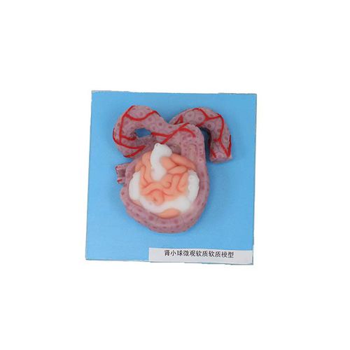 Anatomisches Modell / Niere - US 09 - MeiWo Science - für die Ausbildung / Hydrogel / mit Nerven