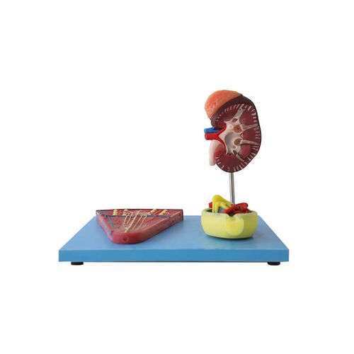 Anatomisches Modell / Niere - US 11 - MeiWo Science - für die Ausbildung / Hydrogel / mit Nerven