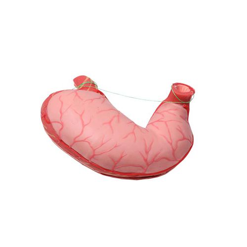 Gastrisches anatomisches Modell - DS 10 - MeiWo Science - Ausbildung / Hydrogel / mit Nerven