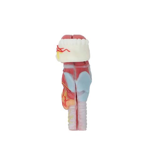 Anatomisches Modell / Zahn - DS 11 - MeiWo Science - Zunge / Larynx / für die Ausbildung
