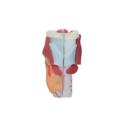 Anatomisches Modell / Larynx - RS 03 - MeiWo Science - für die Ausbildung / Hydrogel / mit Muskulatur
