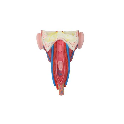 Anatomisches Modell / Gesicht - RS 05 - MeiWo Science - Pharynx / für die Ausbildung / Hydrogel
