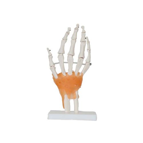 Anatomisches Modell / Gelenk - LS 06 - MeiWo Science - Hand / für die Ausbildung / Hydrogel