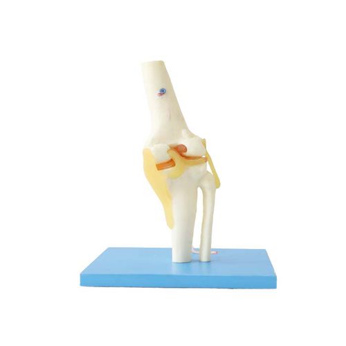 Anatomisches Modell / Gelenk - LS 08 - MeiWo Science - Knie / für die Ausbildung / Hydrogel