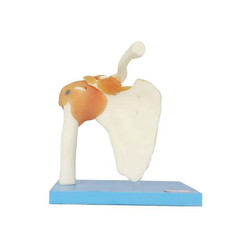 Anatomisches Modell / Gelenk - LS 12 - MeiWo Science - Schulter / für die Ausbildung / Hydrogel