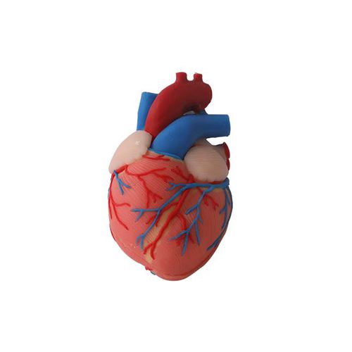 Anatomisches Herzmodell - CS 06 - MeiWo Science - für die Ausbildung / Hydrogel / mit Nerven