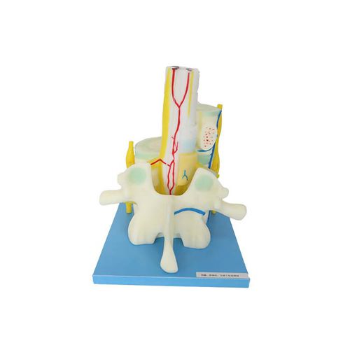 Anatomisches Modell / Wirbel - NS 10 - MeiWo Science - Rückenmark / für die Ausbildung / Hydrogel