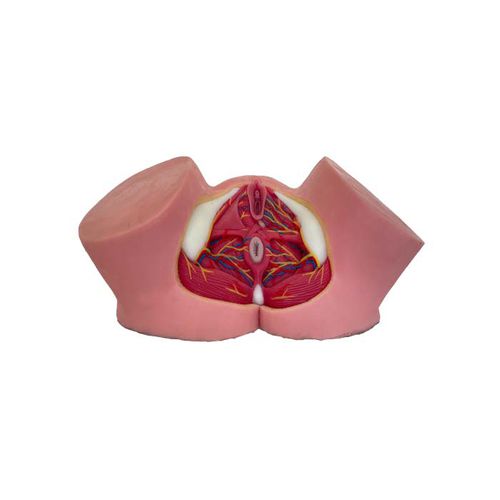 Anatomisches Modell / Becken - TA 02 - MeiWo Science - für die Ausbildung / weiblich / Hydrogel
