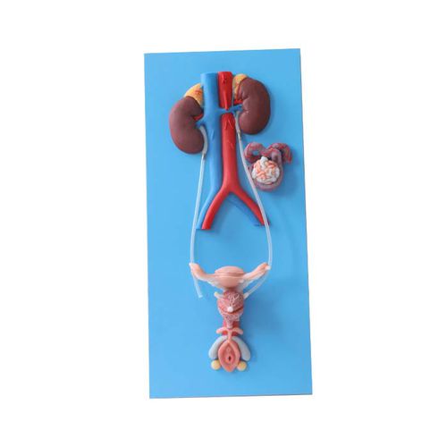 Anatomisches Modell des Harnapparats - US 02 - MeiWo Science - für die Ausbildung / weiblich / Hydrogel