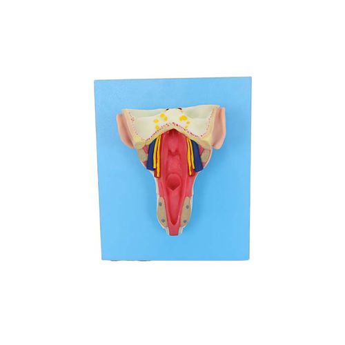 Anatomisches Muskelmodell - TA 05 - MeiWo Science - Pharynx / für die Ausbildung / Hydrogel