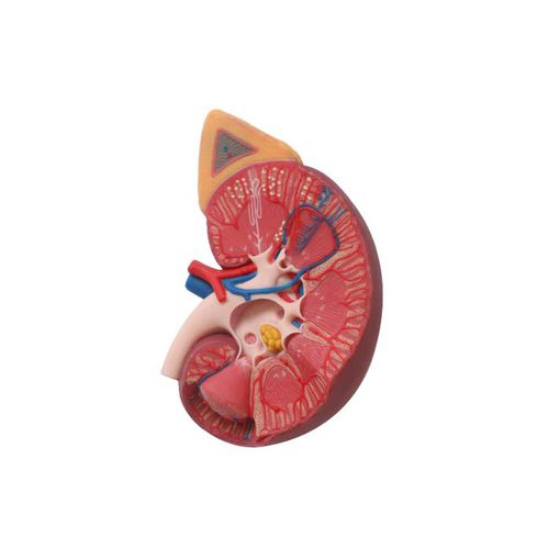 Anatomisches Modell / Niere - US 03 - MeiWo Science - für die Ausbildung / Hydrogel / mit Nerven