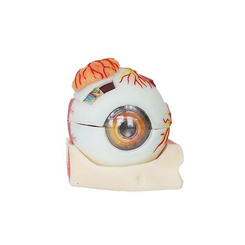 Auge anatomisches Modell - SS 03 - MeiWo Science - für die Ausbildung / Hydrogel / mit Nerven