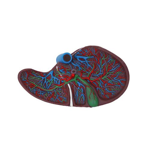 Anatomisches Modell / Leber - DS 12 - MeiWo Science - Gallenblase / für die Ausbildung / Hydrogel