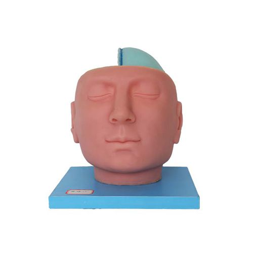 Anatomisches Modell / Kopf - DS 14 - MeiWo Science - Gehirn / für die Ausbildung / mit Nerven