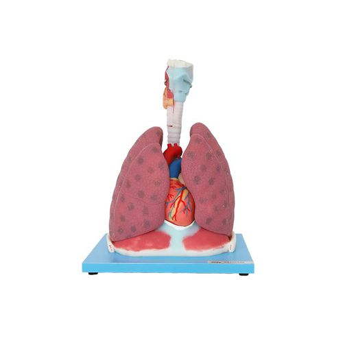 Anatomisches Herzmodell - RS 06 - MeiWo Science - Lungen / für die Ausbildung / flexibel