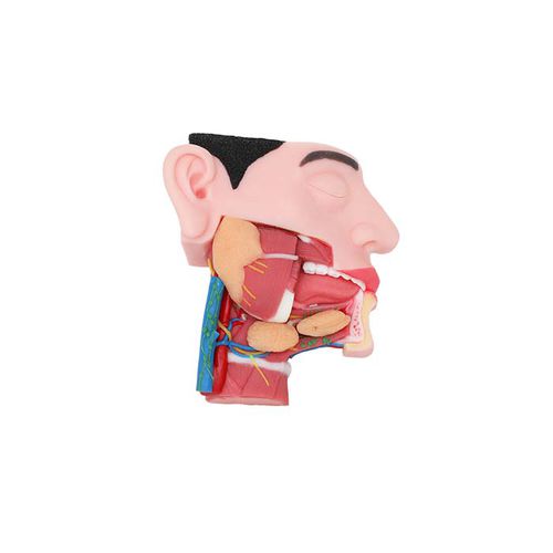 Anatomisches Modell / Unterkiefer - TA 08 - MeiWo Science - Kopf / für die Ausbildung / mit Nerven