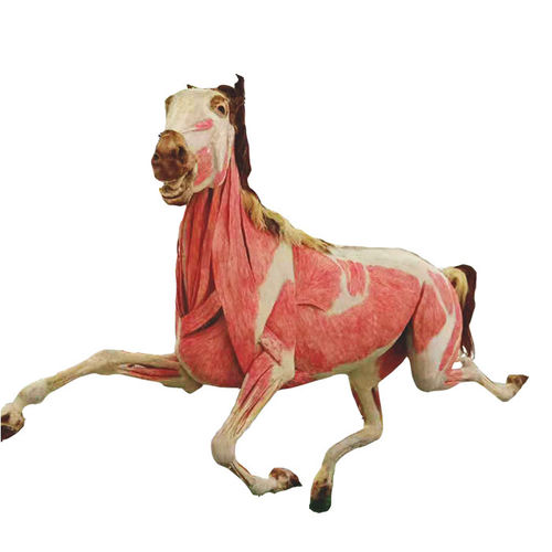 Anatomisches Modell / Ganzkörper - MWDW-001 - MeiWo Science - für Veterinärmedizin / Pferd