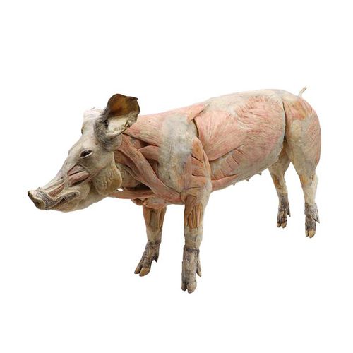 Anatomisches Modell / Körper - MWDW-006 - MeiWo Science - für Veterinärmedizin / Schwein