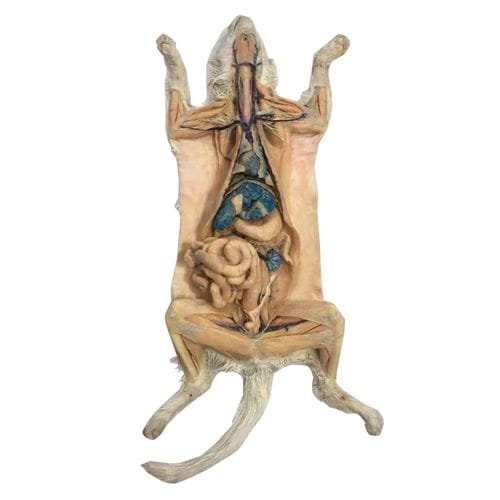 Anatomisches Modell / Körper - MeiWo Science