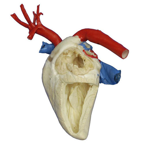 anatomisches Herzmodell - MeiWo Science