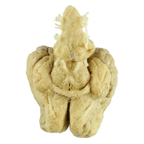 Anatomisches Gehirnmodell - MWDW-014 - MeiWo Science - für Veterinärmedizin / Pferd