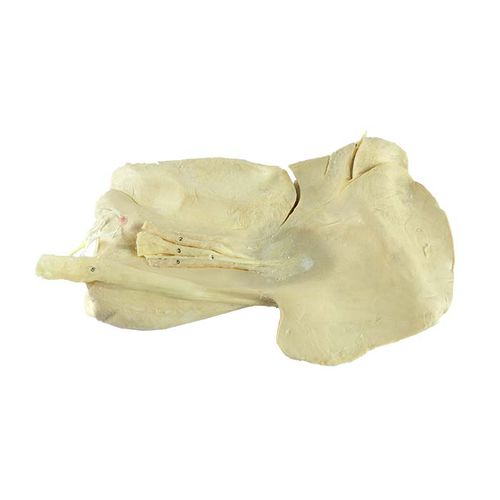 Anatomisches Modell / Leber - MWDW-019 - MeiWo Science - für Veterinärmedizin / für die Ausbildung / Pferd