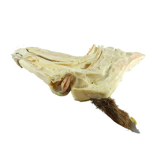 Anatomisches Modell / Kopf - MWDW-020 - MeiWo Science - Hals / Auge / für Veterinärmedizin