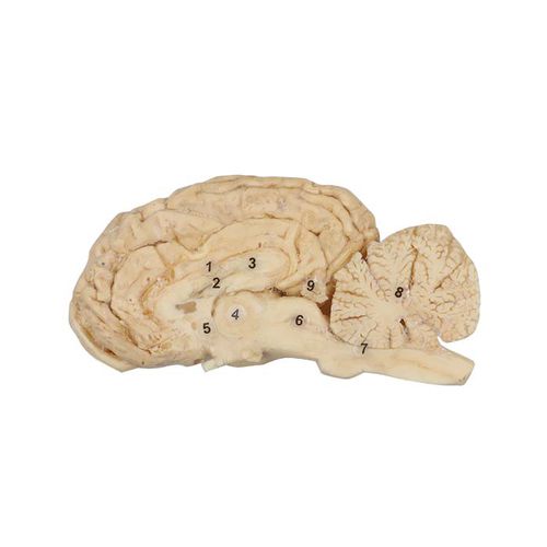 Anatomisches Gehirnmodell - MWDW-022 - MeiWo Science - für Veterinärmedizin / für die Ausbildung / Pferd