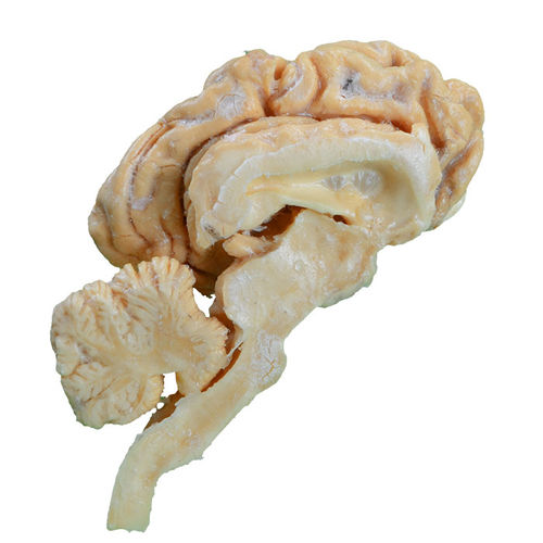 Anatomisches Gehirnmodell - MWDW-024 - MeiWo Science - für Veterinärmedizin / für die Ausbildung / Rinder