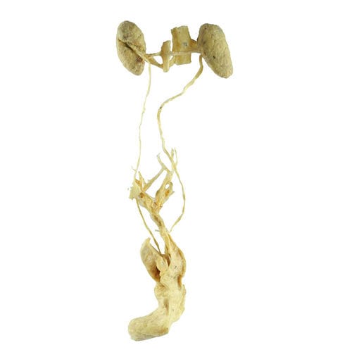 Anatomisches Modell des Harnapparats - MWDW-025 - MeiWo Science - der weiblichen Geschlechtsorgane / für Veterinärmedizin / für die Ausbildung