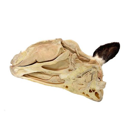 Anatomisches Modell / Kopf - MWDW-029 - MeiWo Science - Hals / für Veterinärmedizin / für die Ausbildung