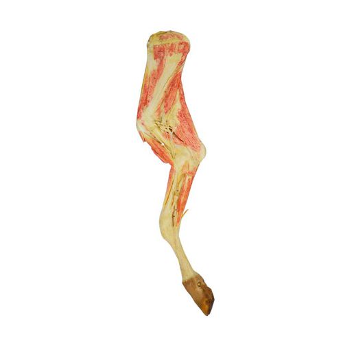 Anatomisches Modell / untere Extremitäten - MWDW-031 - MeiWo Science - für Veterinärmedizin / für die Ausbildung / Rinder