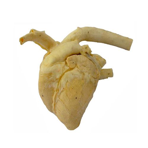 Anatomisches Herzmodell - MeiWo Science - für Veterinärmedizin / für die Ausbildung / Rinder