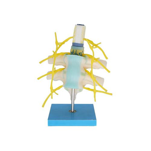 Anatomisches Modell / Rückenmark - MeiWo Science - für die Gesundheitserziehung / für die Ausbildung