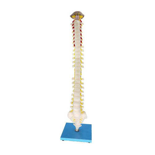 Anatomisches Modell / Wirbel - MeiWo Science - Rückenmark / für die Ausbildung