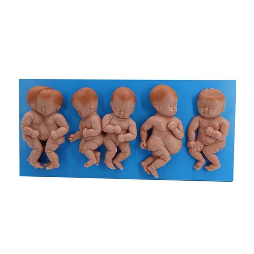 Anatomisches Modell / Körper - MeiWo Science - für die Ausbildung / Baby
