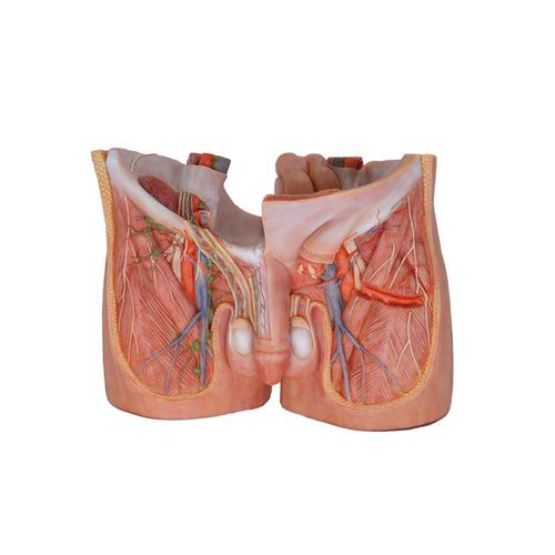 Anatomisches Modell / Becken - MeiWo Science - für die Ausbildung