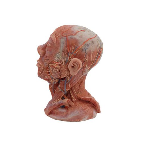 Anatomisches Modell / Kopf - MeiWo Science - Hals / Nerv / Blutgefäße