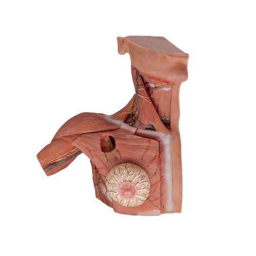 Anatomisches Modell / Rumpf - MeiWo Science - Brust / Hals / für die Ausbildung