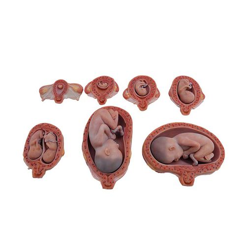 Anatomisches Modell / Körper - MeiWo Science - für die Ausbildung / Fötus